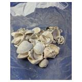 Assorted Beach Shells & Fossilized Fragments Lot