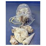 Mixed Spiral & Fan Seashell Collection
