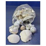 Mixed Decorative Sea Shell & Turritella Lot