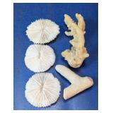 Natural White and Tan Coral Specimen Collection
