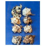 Small Ornate Spiny Murex Sea Shell Collection