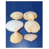Mixed Coastal Clam and Bivalve Shell Collection