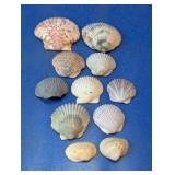 Assorted Scallop and Bivalve Seashell Lot
