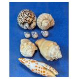 Decorative Mixed Sea Snail Shell Collection