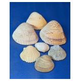 Natural Mixed Bivalve Sea Shell Collection