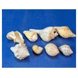 Assorted Natural Seashell Collection