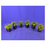 (6)Assorted Artificial Green Plants Lot