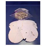 (2) Natural Sand Dollars w/ Shells