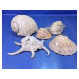 (5) Assorted Natural Seashell Decor