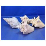 (4) Large Natural Seashell Decor