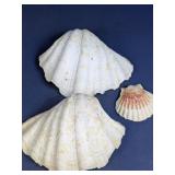 (3) Natural Scallop Seashells