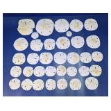 (35)Genuine Florida Sand Dollars Collection Lot
