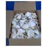 (1) Box of Assorted Natural Seashells