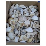 (1) Box of Assorted Natural Seashells