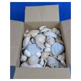 (1) Box of  Assorted Natural Seashells