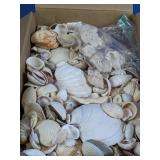 (1) Box of Assorted Natural Seashells