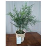 Hearth & Hand Faux Asparagus Fern Plant