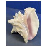 Natural Seashell Conch Style Coastal Decor Piece