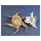 Natural Seashell Decor Set Conch And Murex