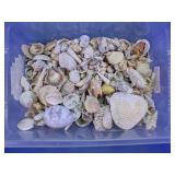 Mixed Seashell Collection Decorative Lot
