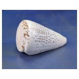 (1) Decorative Seashell Specimen
