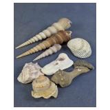 Assorted Seashell Collection Coastal Decor Lot