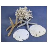Mixed Seashell Coral Starfish Coastal Decor Set