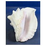 Large Decorative Seashell Conch Style Display