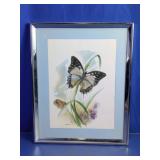 Framed Butterfly Art Print Chrome Frame