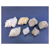 Large Decorative Conch & Murex Seashell Assortment