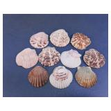 Scallop Seashell Assortment