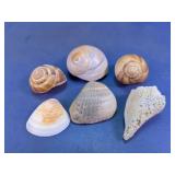 Seashell & Coral Assortment