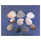 Scallop Shell Assortment
