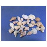 Sea Shell Assortment