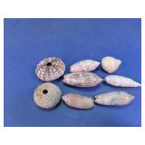 Sea Urchin & Shell Assortment
