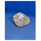 Seashell Decorative Display