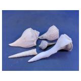 Assorted Decorative Seashell Collection