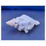 Large Decorative Conch Shell