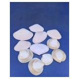 Clam Shell Assortment