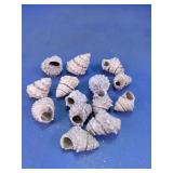 Spiral Seashell Assortment