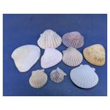 Scallop Shell Assortment