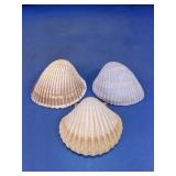 Large Seashell Assortment