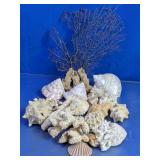 Coral & Seashell Coastal Dï¿½cor Assortment