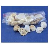 Mixed Natural Sea Shells