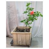 Braided Hibiscus Plant in Wooden Planter Box
