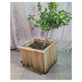 Rustic Wooden Planter Box with Live Plant