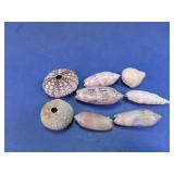 Sea Urchin & Shell Assortment