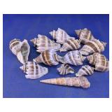Decorative Seashell Assortment