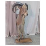 Taxidermy Ram Shoulder Mount