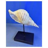 Large Natural Conch Shell Display
